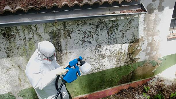 Mold Removal service in South Hamilton
